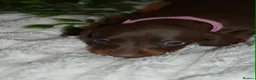 Dachshund dogs for sale: Dachshund pups  - Advert 14