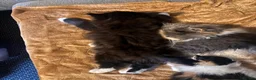 British Longhair cats for sale: 🐈‍⬛ British Longhair Mix Brother & Sister 🐈‍⬛  - Advert 7