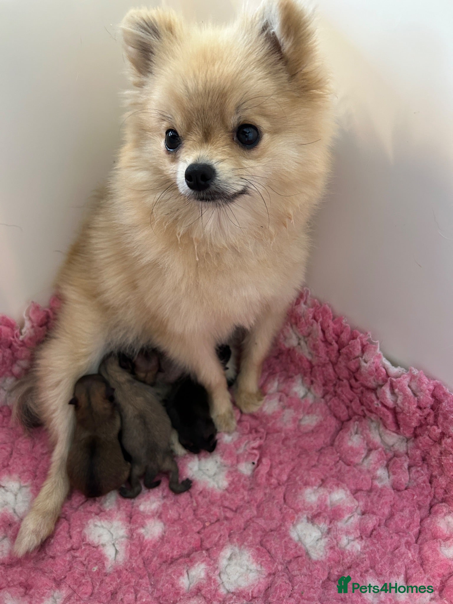 Pomeranian dogs Tiny Pom Puppies - Advert 2