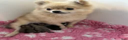 Pomeranian dogs for sale: Tiny Pom Puppies - Advert 2