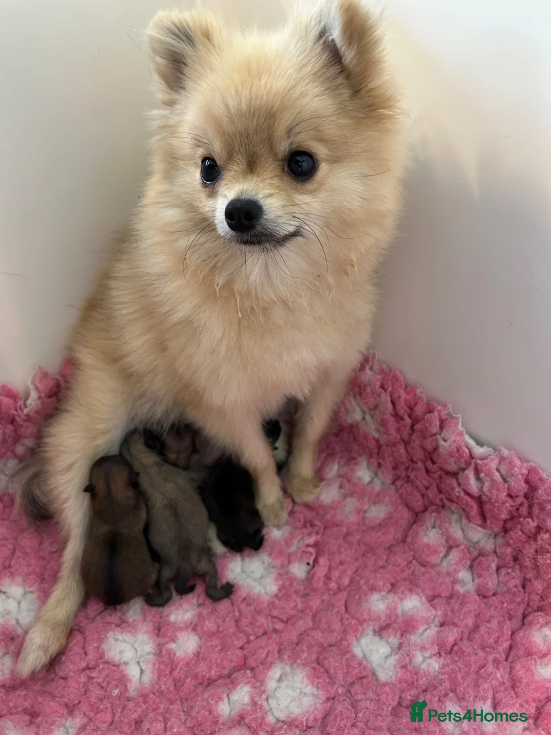 Pomeranian dogs for sale: Tiny Pom Puppies - Advert 2