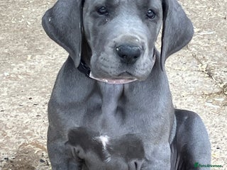 Great Dane dogs - Advert 2