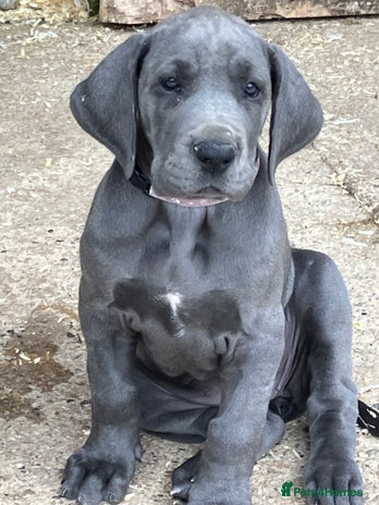 Great Dane dogs - Advert 1