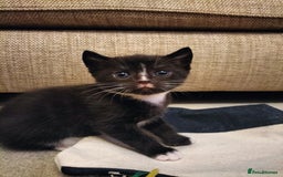 Mixed Breed cats for sale: Two Black kittens from family home - Image 3