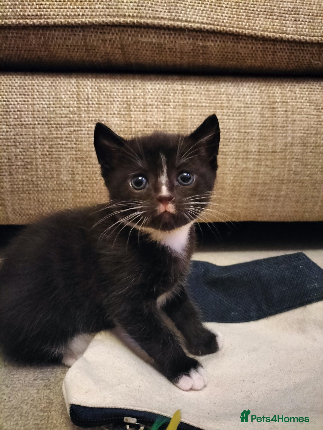 Mixed Breed cats for sale: Two Black kittens from family home - Image 3