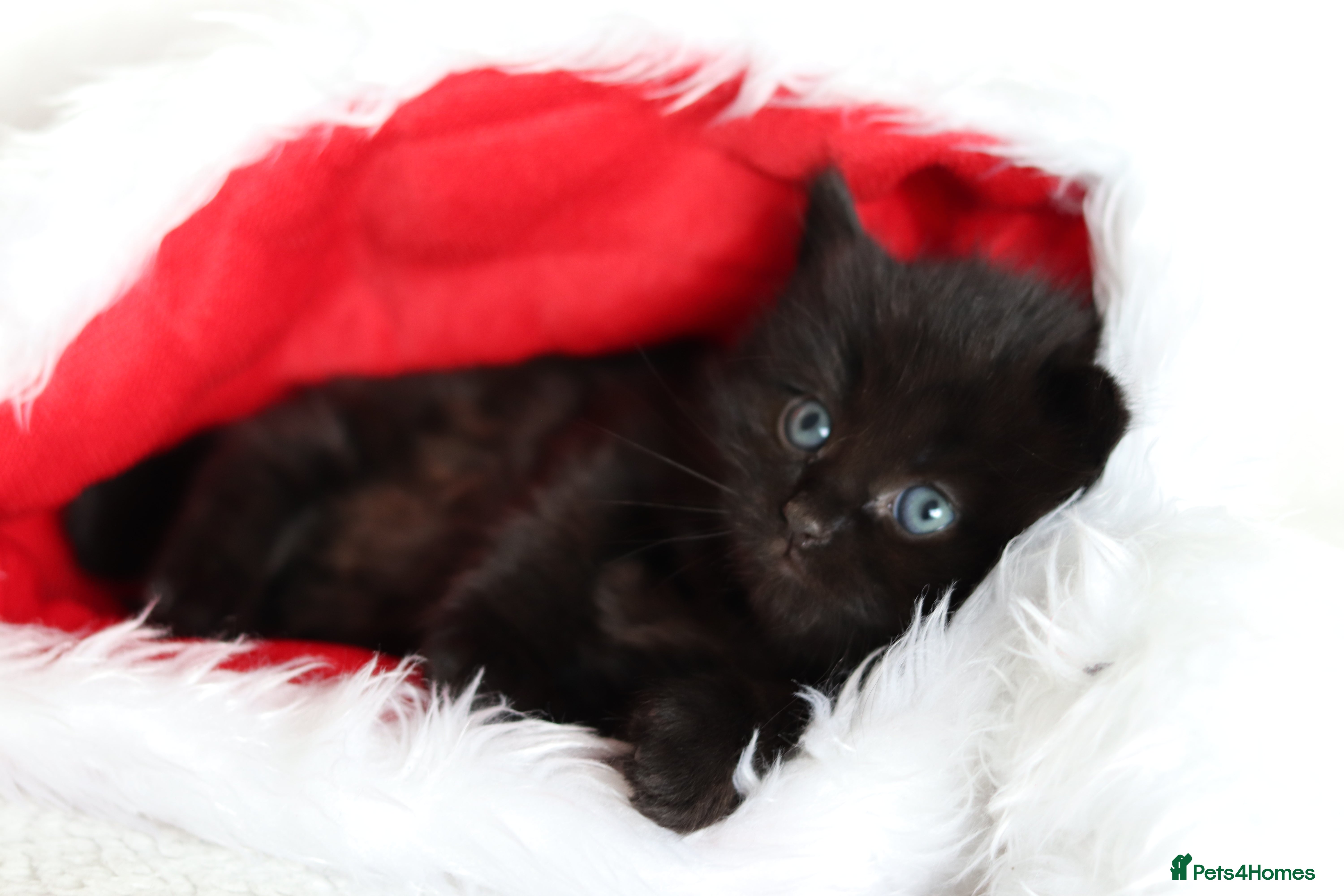 Mixed Breed cats Beautiful Kittens - Advert 8