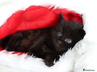 Mixed Breed cats Beautiful Kittens - Advert 7