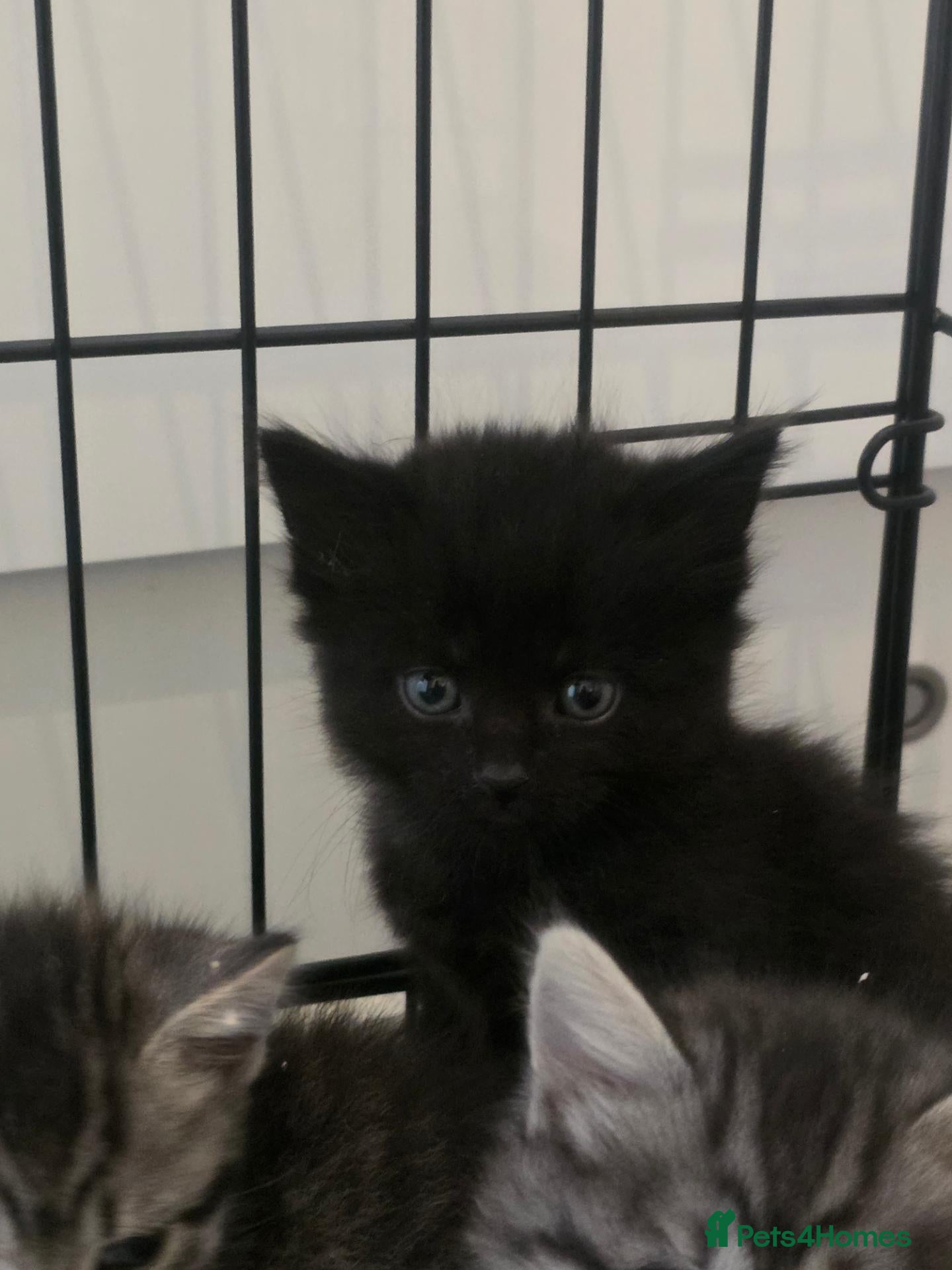 Mixed Breed cats Beautiful bengal x kittens  - Advert 2