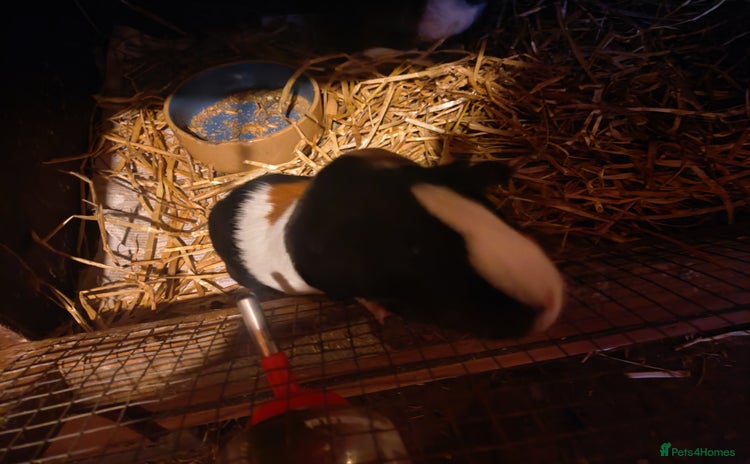 Guinea Pig rodents - Advert 14