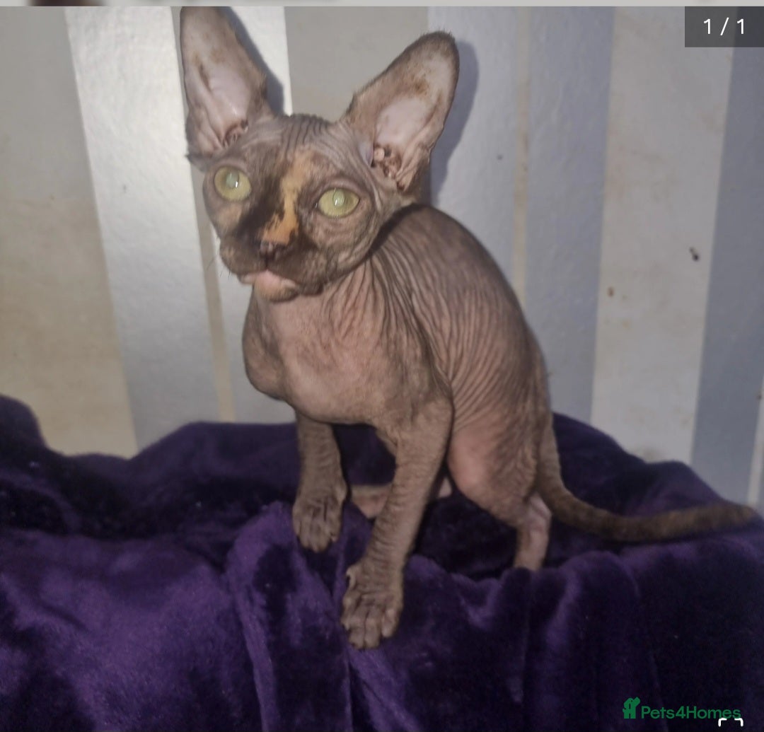 Sphynx cats Sphynx kittens - Advert 6