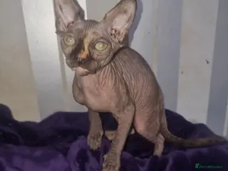 Sphynx cats Sphynx kittens - Advert 6