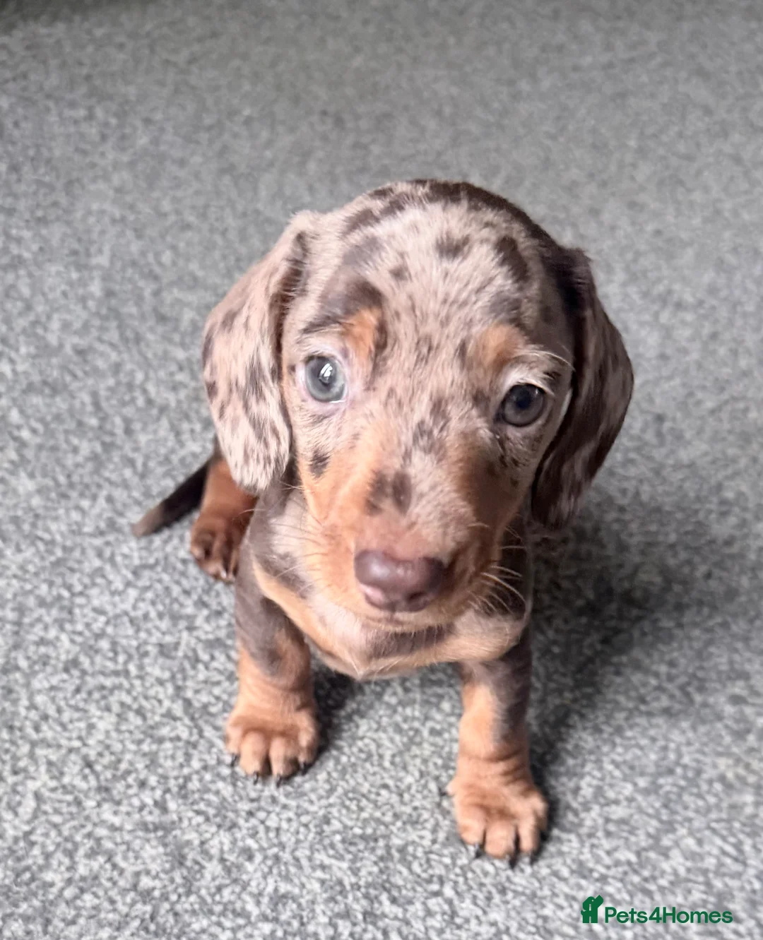 Miniature Dachshund dogs for sale: Exceptional KC Registered Miniature Dachshund Boys - Advert 6