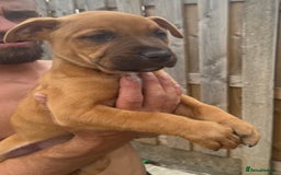 Mixed Breed dogs for sale: Bull Herder pups for sale  - Image 3