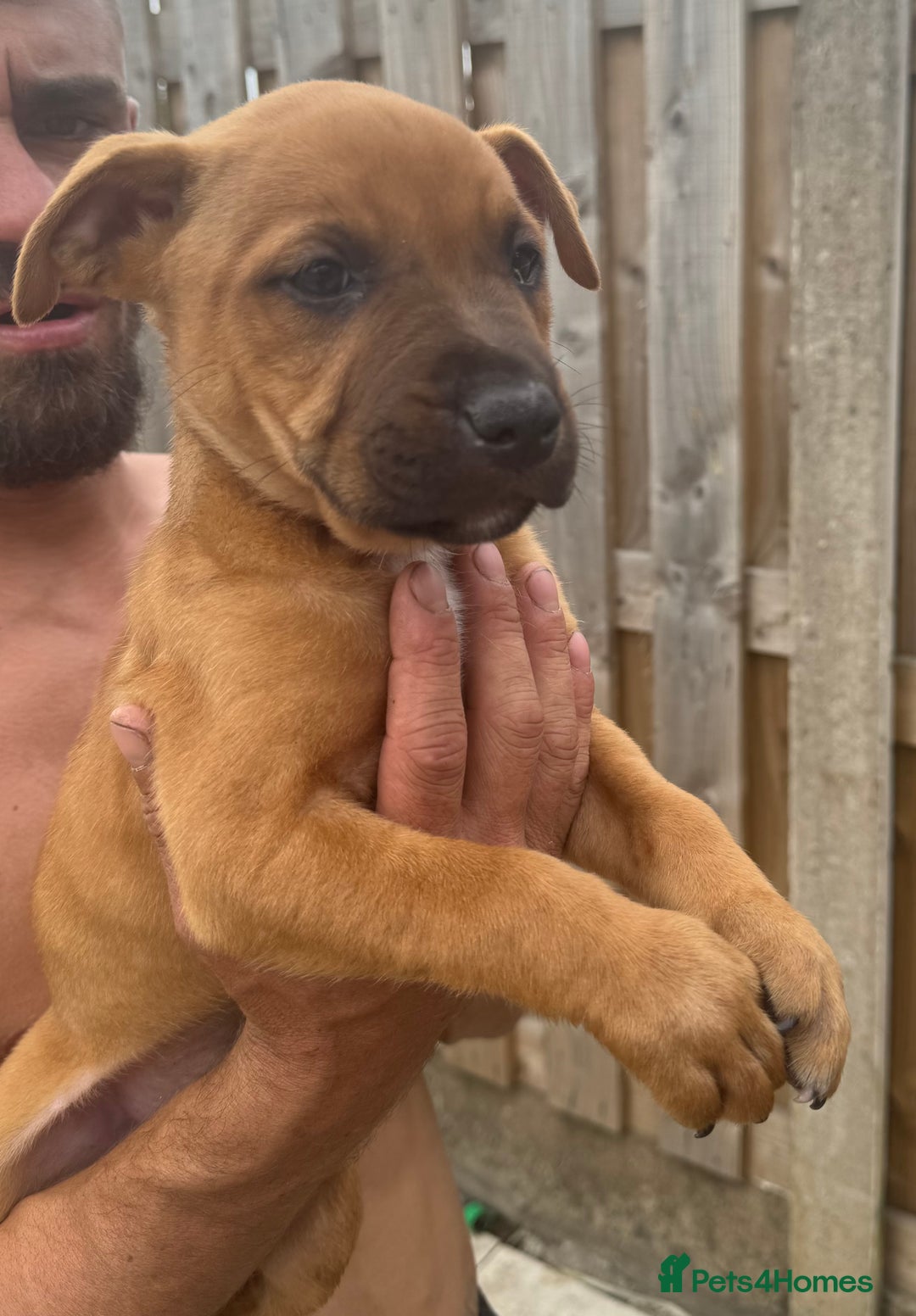 Mixed Breed dogs for sale: Bull Herder pups for sale  - Image 3