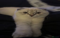 Scottish Fold cats for sale: Scottish fold mix British short hair male kitten  - Image 4