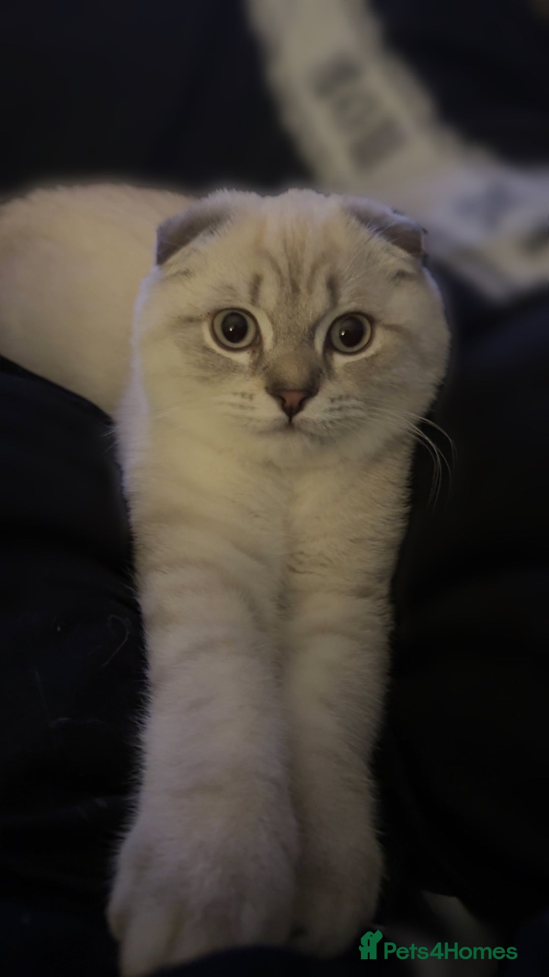 Scottish Fold cats for sale: Scottish fold mix British short hair male kitten  - Image 4