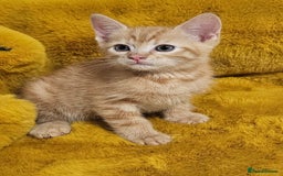 Maine Coon cats for sale: Kittens - Image 2