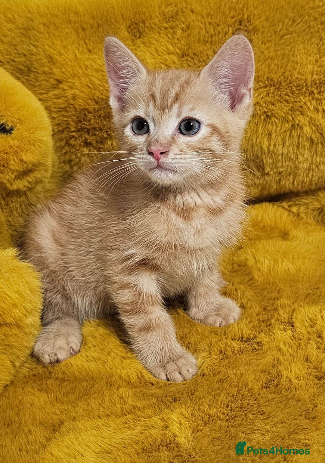 Maine Coon cats for sale: Kittens - Image 2