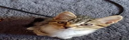 Mixed Breed cats for sale: Kittens for sale to a good home. in Derby - Advert 4