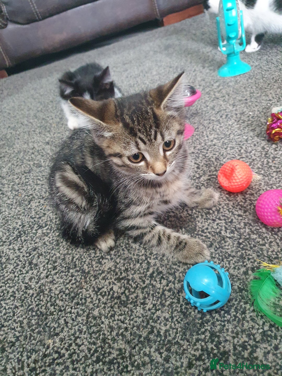 British Shorthair cats for sale: Beautiful kittens for sale  - Image 13