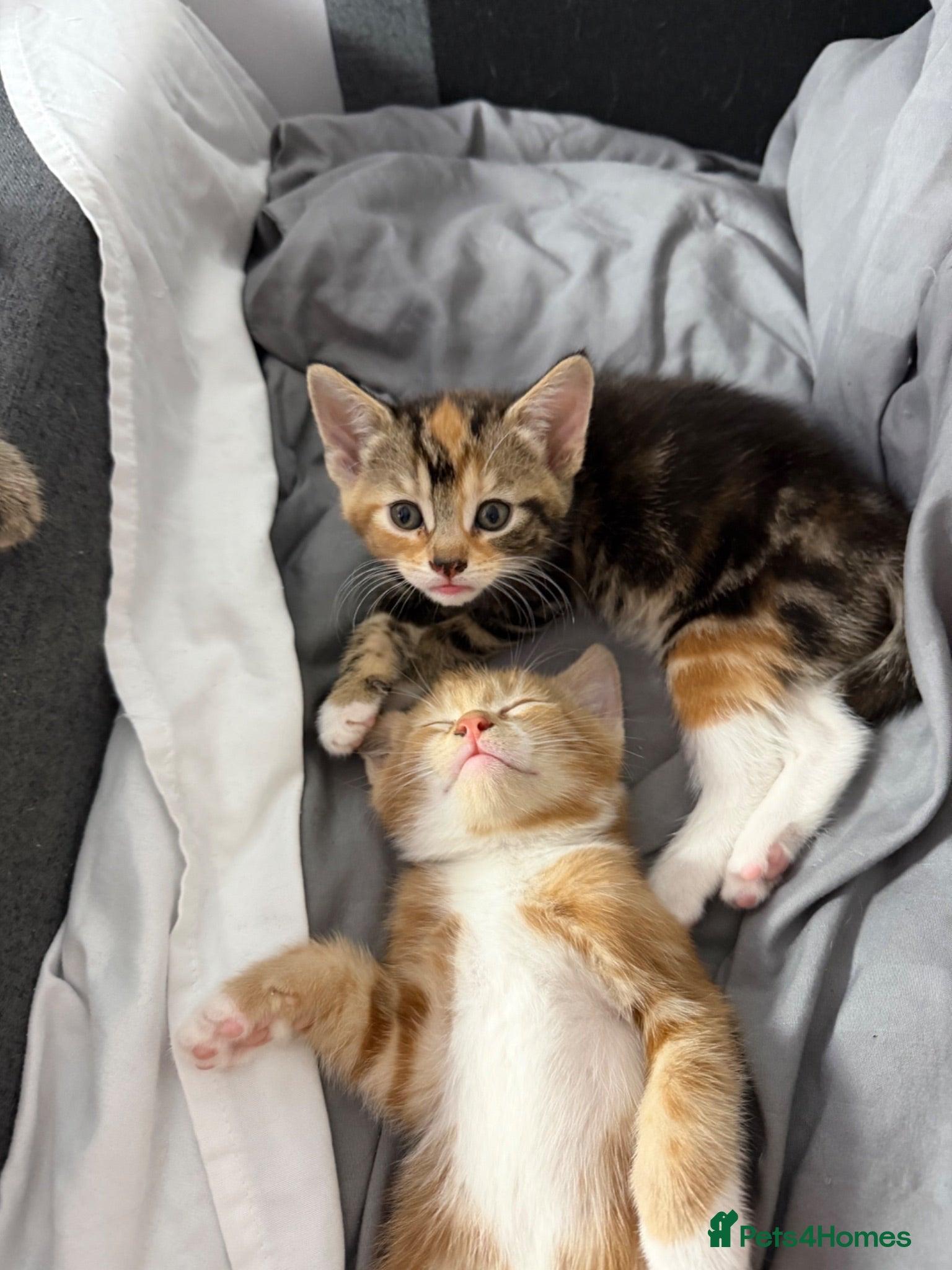 Mixed Breed cats Adorable Kittens Looking home  - Advert 1