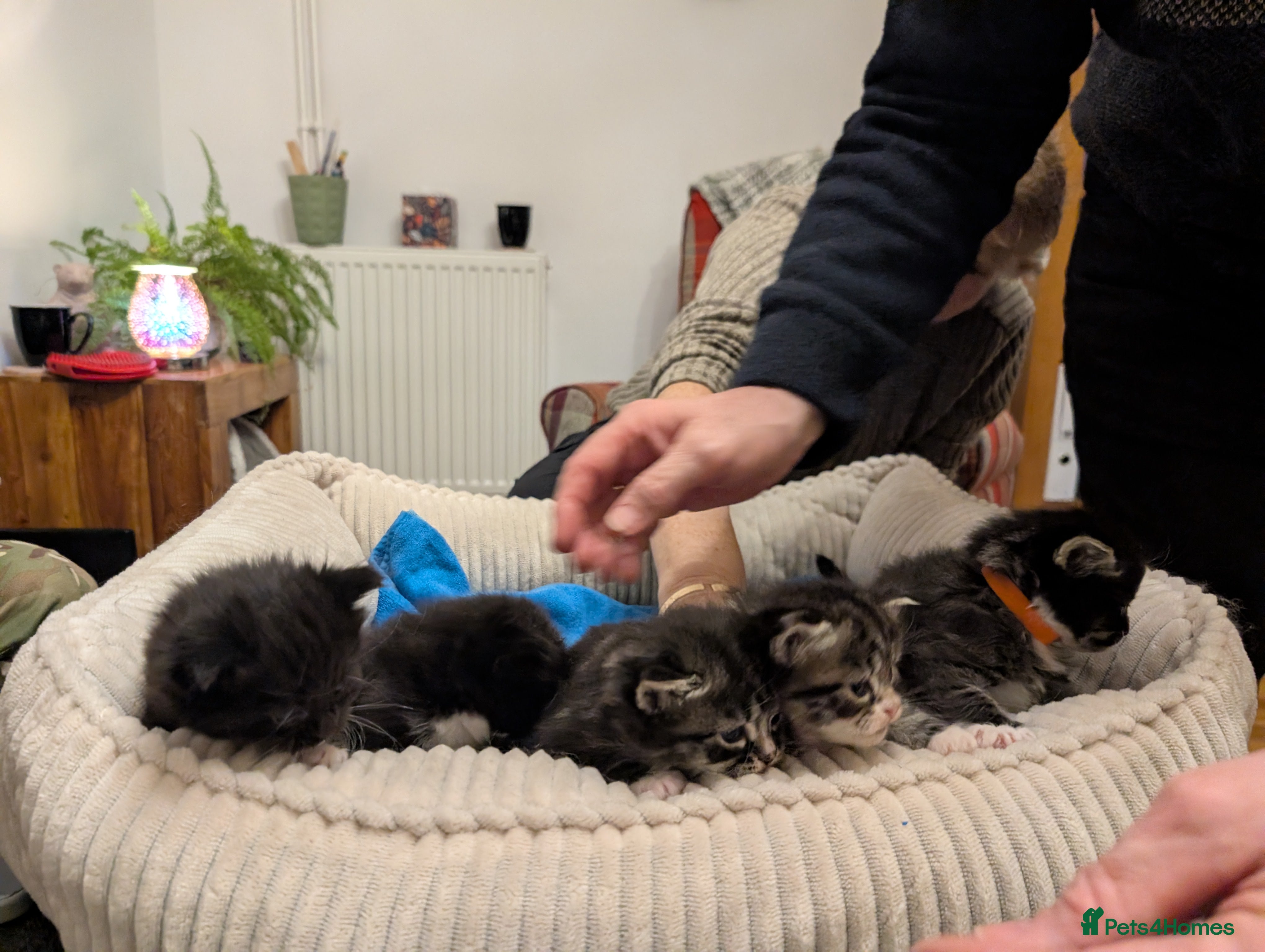 Mixed Breed cats 3 fluffy kittens available  - Advert 2