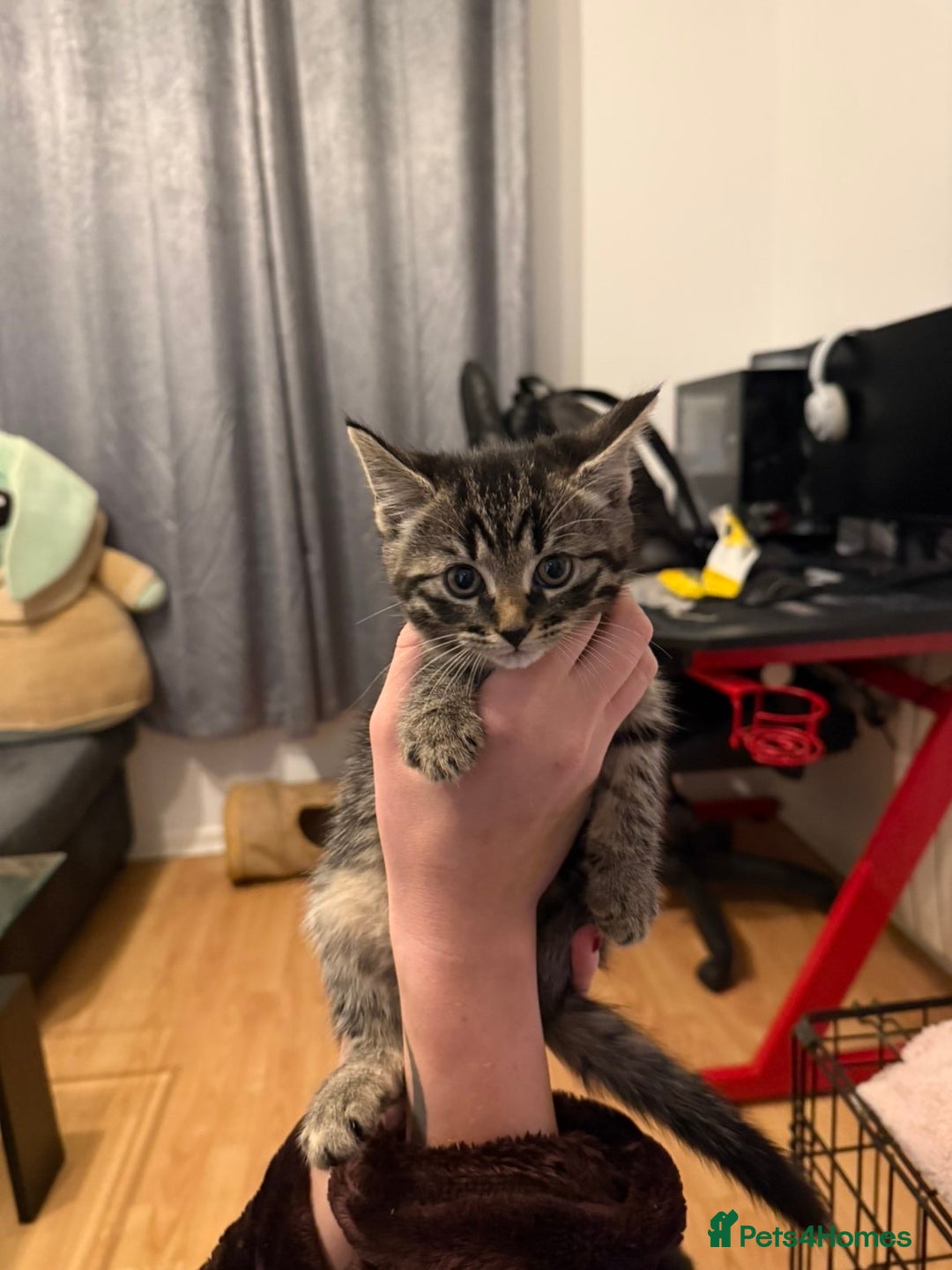 Mixed Breed cats for sale: Kittens for sale - Advert 5