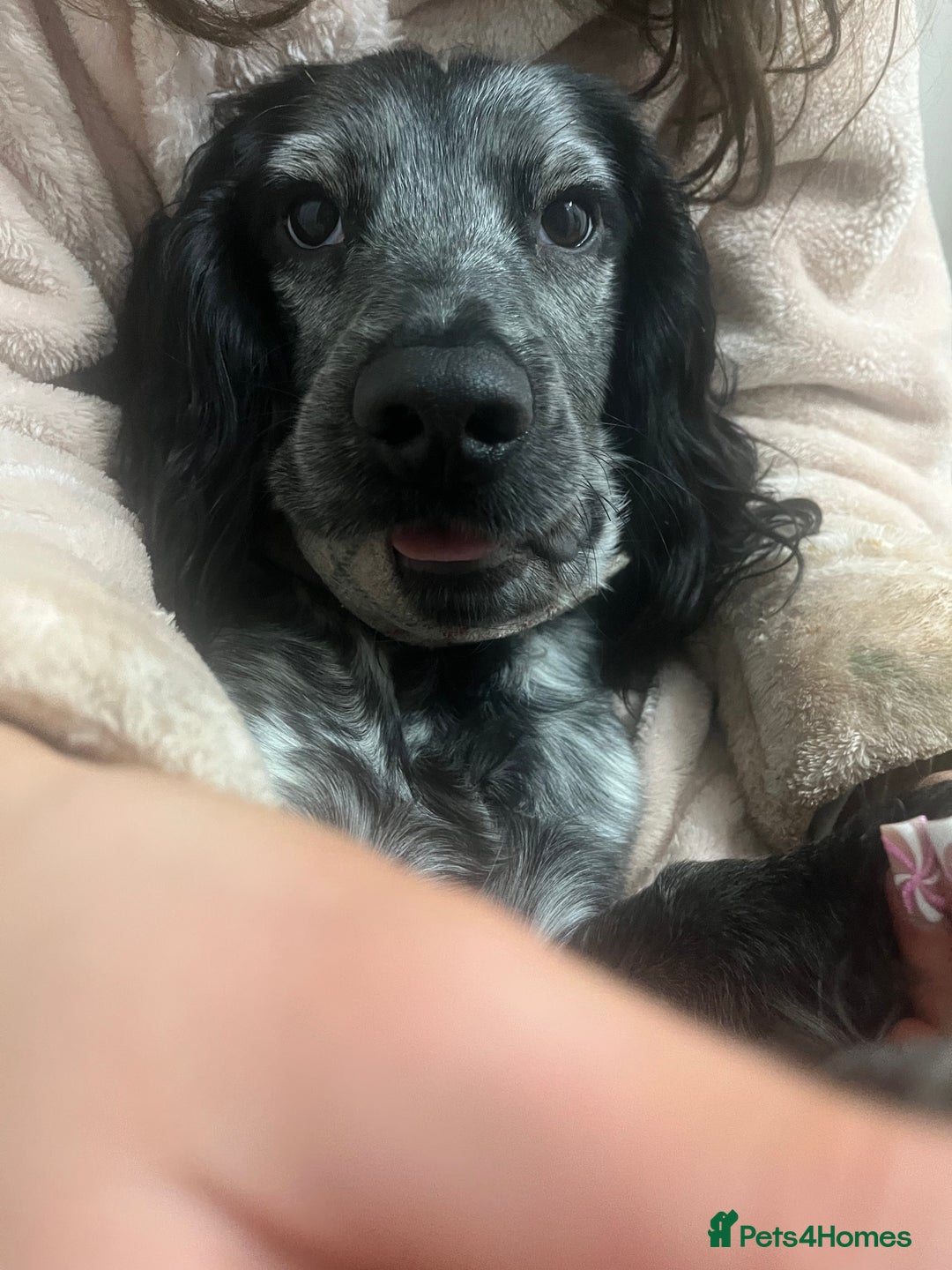 Cocker Spaniel dogs for stud: Stud cocker spaniel - Image 6