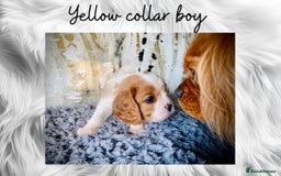Cavalier King Charles Spaniel dogs for sale: Lovingly raised Blenheim Cavaliers  - Image 8