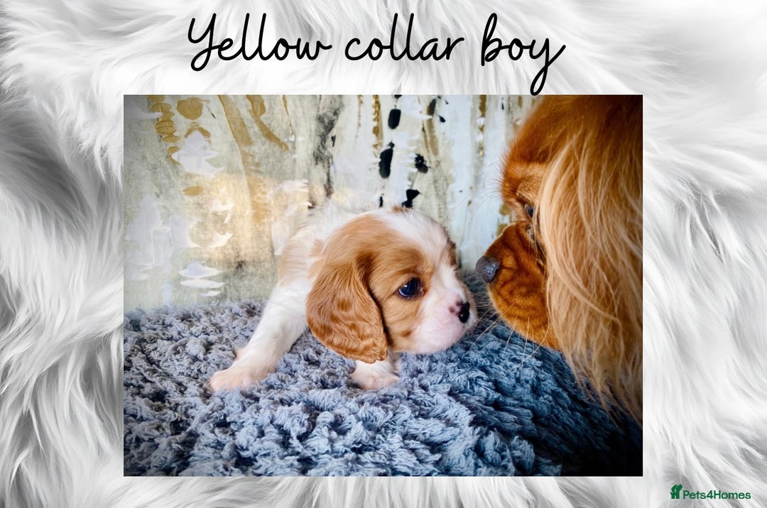 Cavalier King Charles Spaniel dogs for sale: Lovingly raised Blenheim Cavaliers  - Image 8