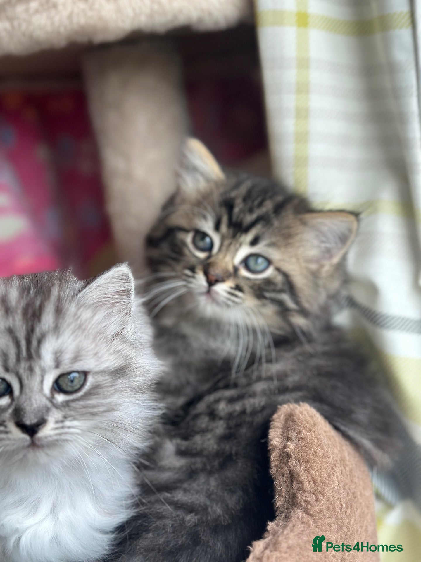 Persian cats LAST GIRL! PERSIAN-RAGDOLL KITTENS - Advert 3