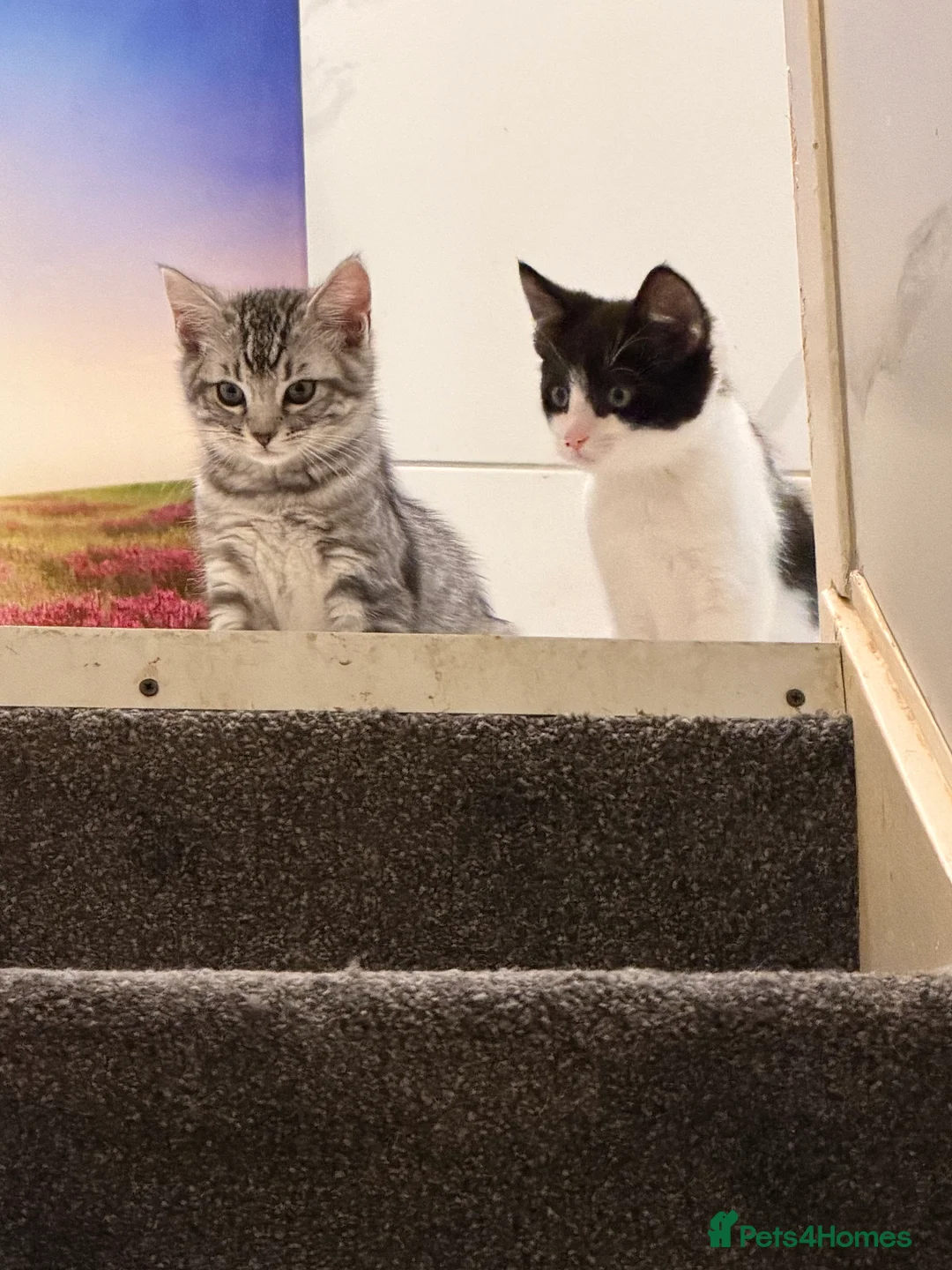 Mixed Breed cats for sale: Male Kittens for Sale-Polydactyl & Tabby  - Advert 12