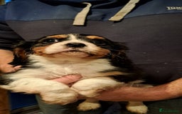 Cavalier King Charles Spaniel dogs for sale: Cavalier King Charles Puppies Available - Image 18