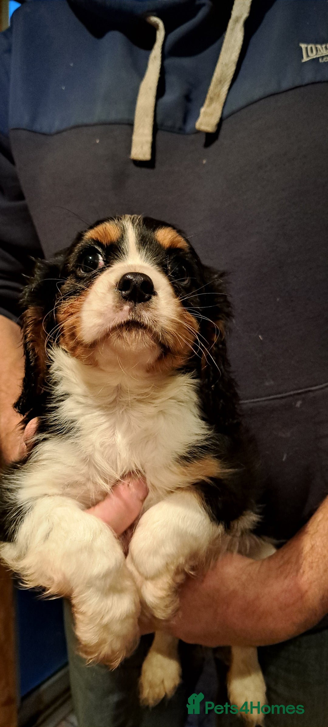 Cavalier King Charles Spaniel dogs for sale: Cavalier King Charles Puppies Available - Image 18