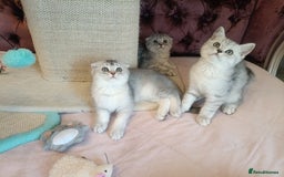 British Shorthair cats for sale: Gorgeous kittens for sale  - Image 22