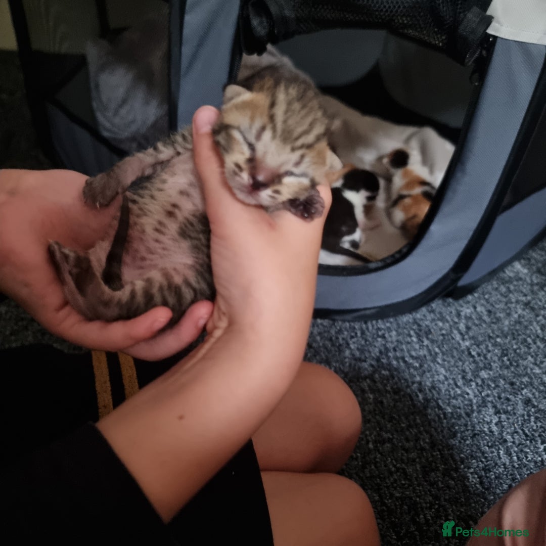 Mixed Breed cats for sale: Kittens - Image 3