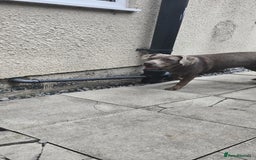 Mixed Breed dogs for sale: Luna she is 10 months old  - Image 3