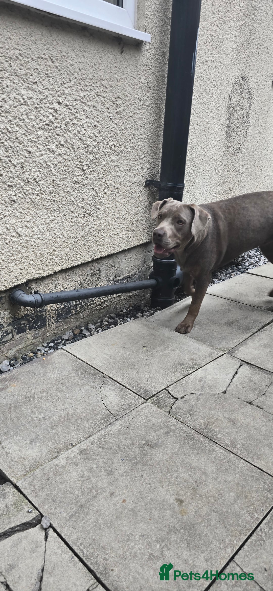 Mixed Breed dogs for sale: Luna she is 10 months old  - Image 3