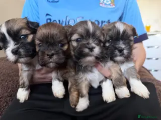 Lhasa Apso dogs Adorable Lhasa apso puppies - Advert 5