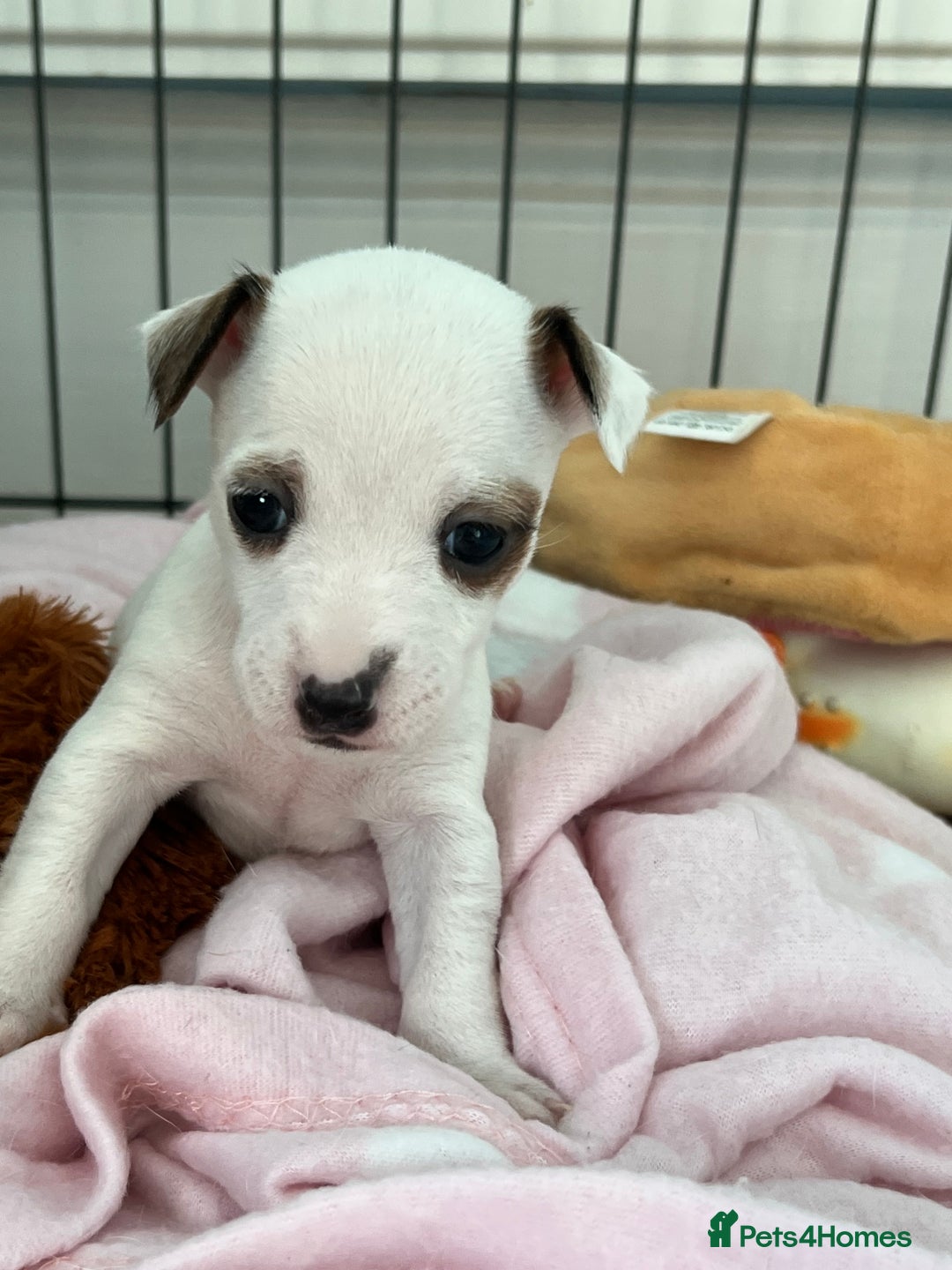 Jack Russell dogs for sale: Stunning Miniature Jack Russell Puppies!!! - Advert 30