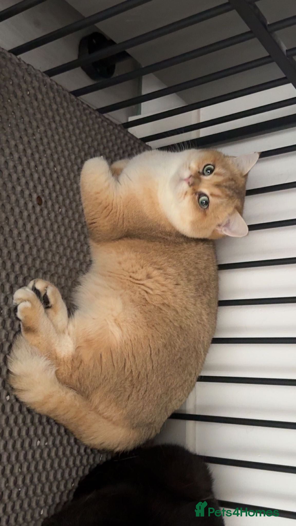 British Shorthair cats Top quality bsh of caveofcats 🏆 - Advert 4