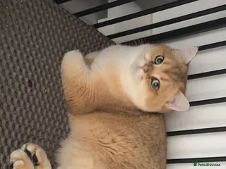 British Shorthair cats Top quality bsh of caveofcats 🏆 - Advert 4