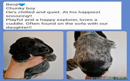 Cocker Spaniel dogs for sale: KC registered Show Type Cocker Spaniels - Image 12