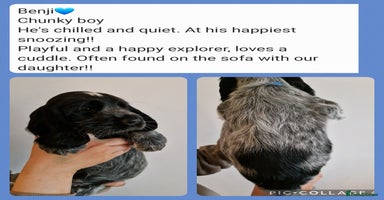 Cocker Spaniel dogs - Advert 13