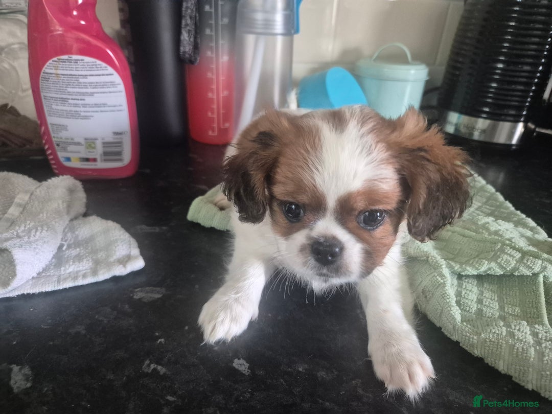 Mixed Breed dogs for sale: Cavachon's  - Image 5