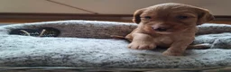 Cockapoo dogs for sale: F1b Cockapoo puppies - Advert 25