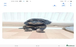 Cockapoo dogs for sale: Beutifull cockapoos  - Image 10