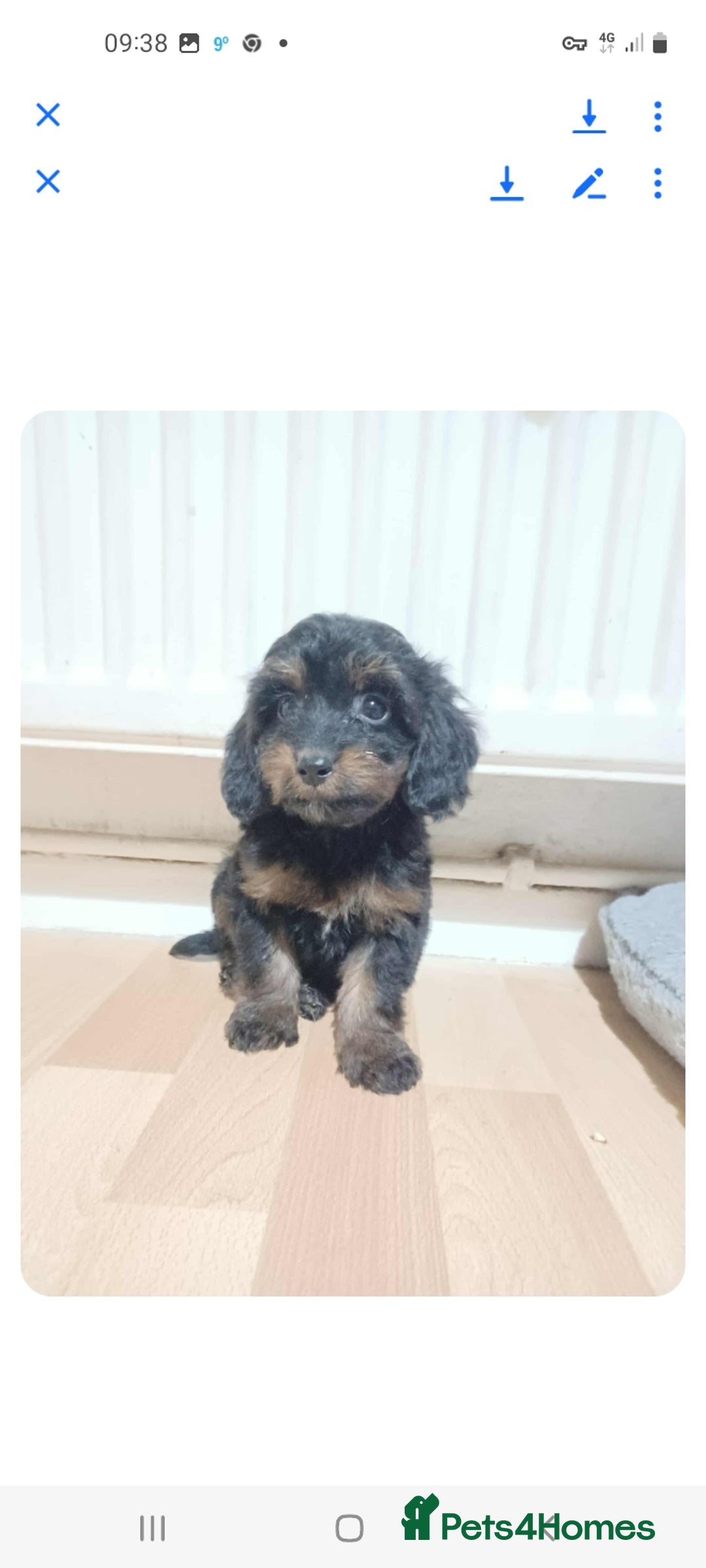 Cockapoo dogs for sale: Beutifull cockapoos  - Image 10