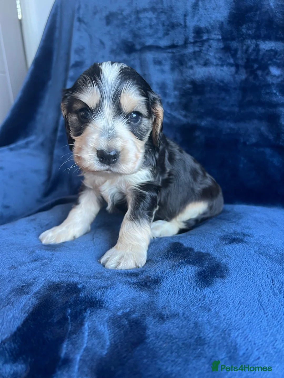 Cocker Spaniel dogs for sale: Show type KC reg health tested. Boys available  - Advert 2