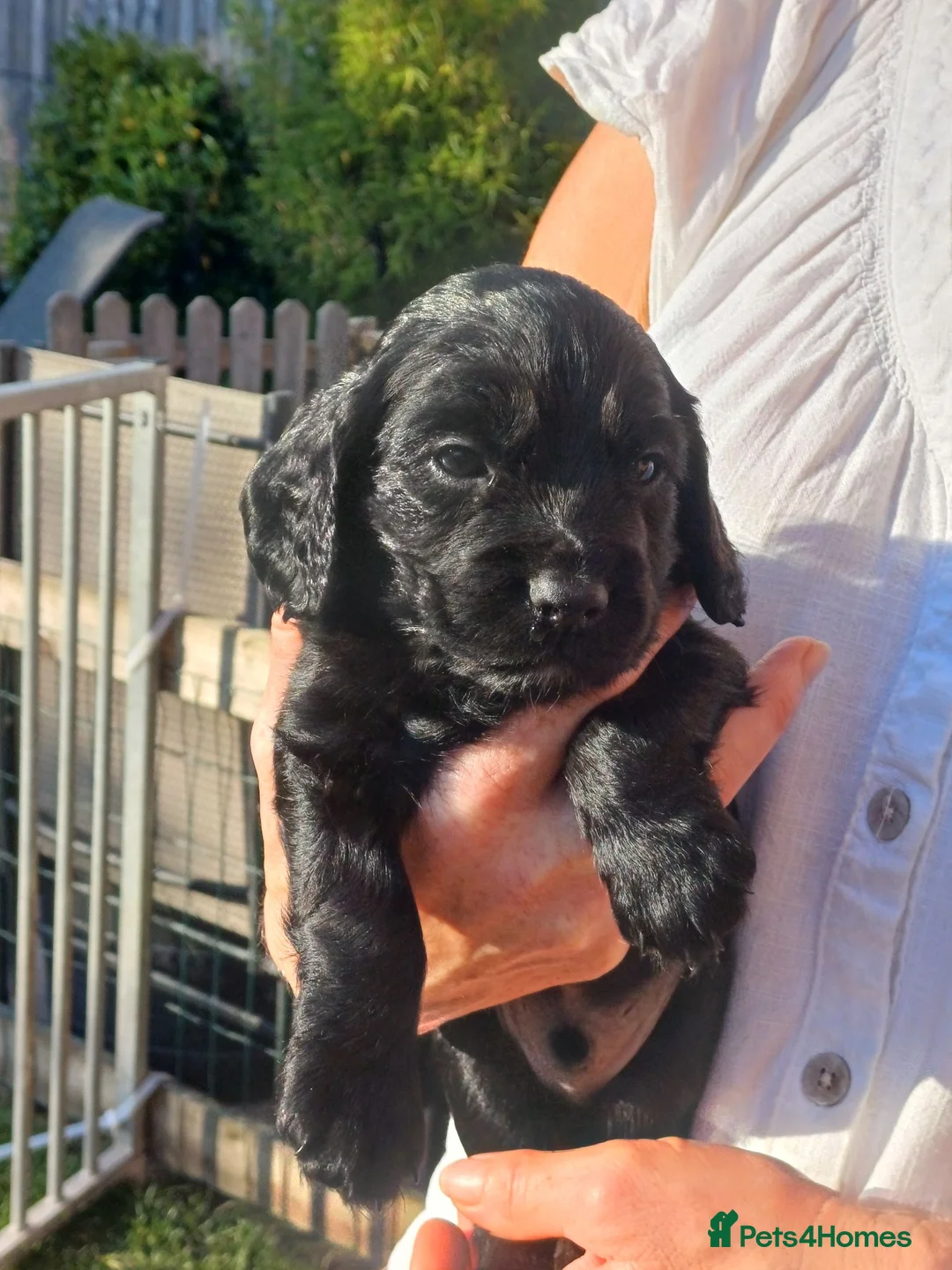 Cocker Spaniel dogs for sale: Health Tested Cocker Spaniel Pups  - Advert 1